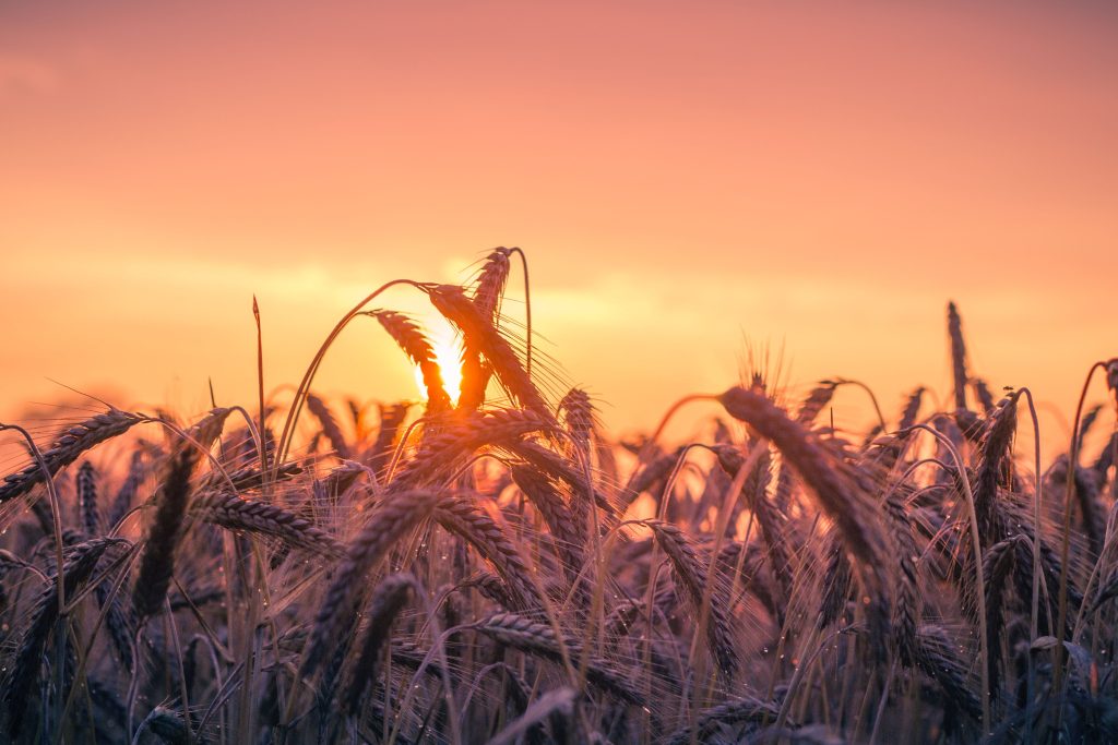 Backlit picture of cornstalks in Iowa