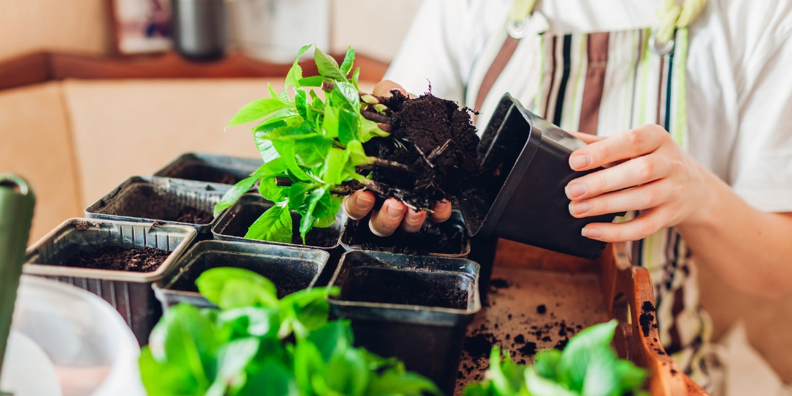 How to Safely Move Your Plants Cross Country • UniMovers