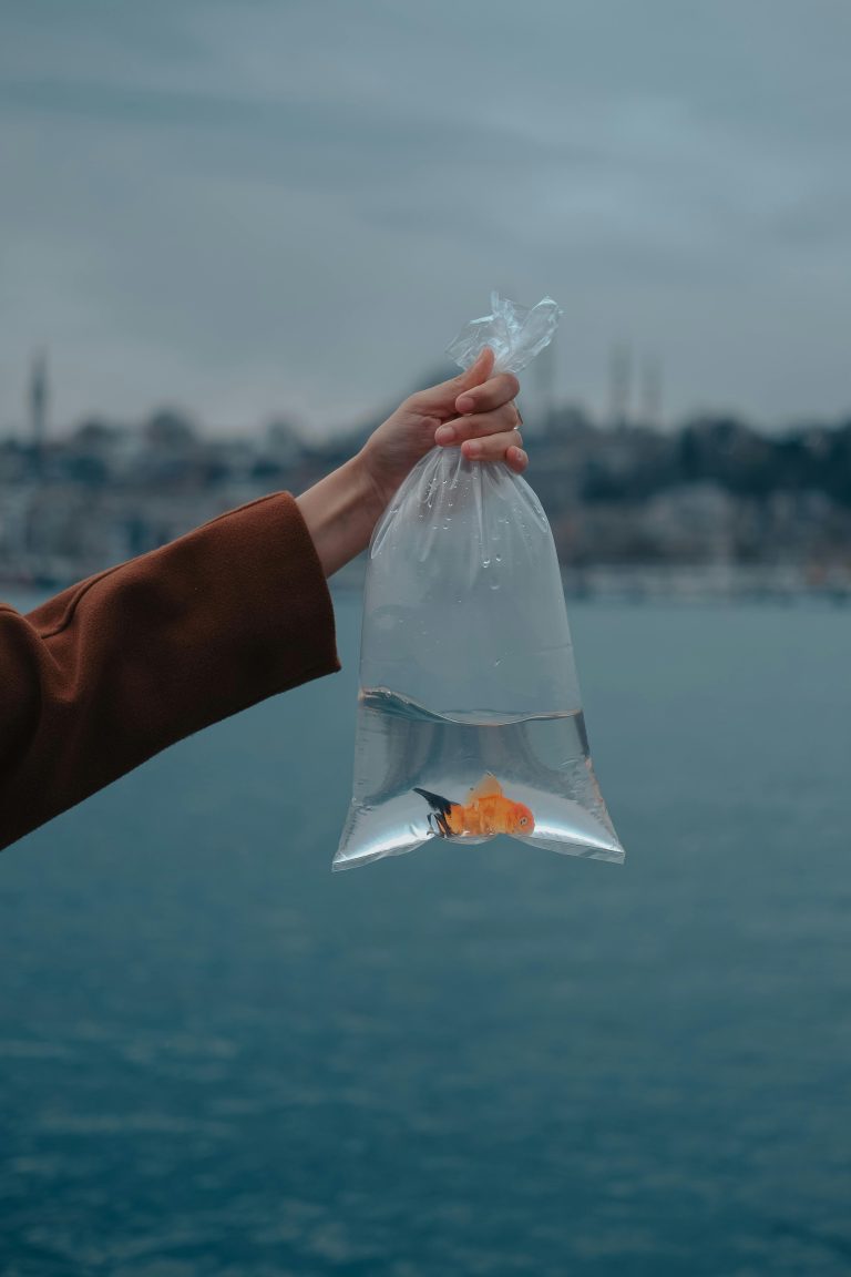 How To Safely Transport Your Fish When You Move • UniMovers