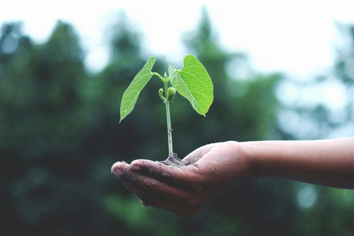 A hand holding a small tree sapling