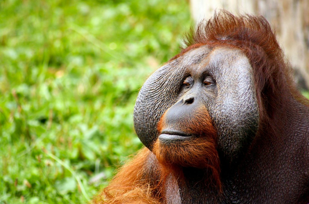 An up-close photo of an orangutan