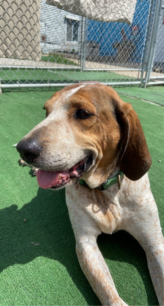 "Hank", a Dog's Forever sanctuary dog 