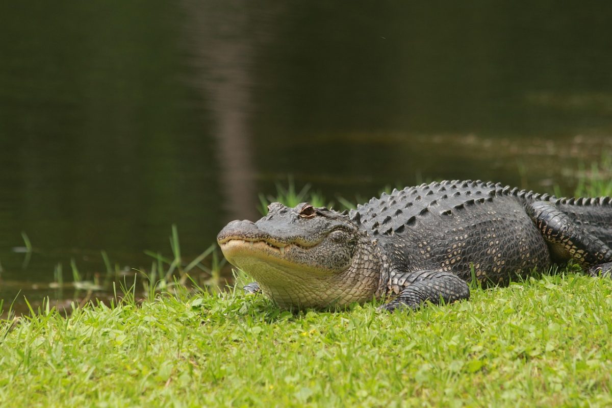 An alligator lurking by water