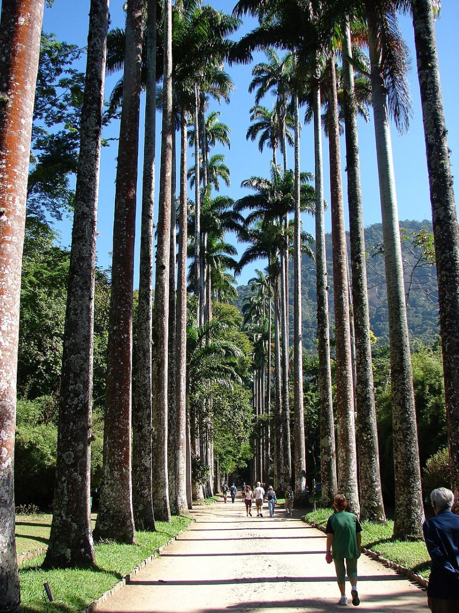 Row of tall palm trees with a trail between