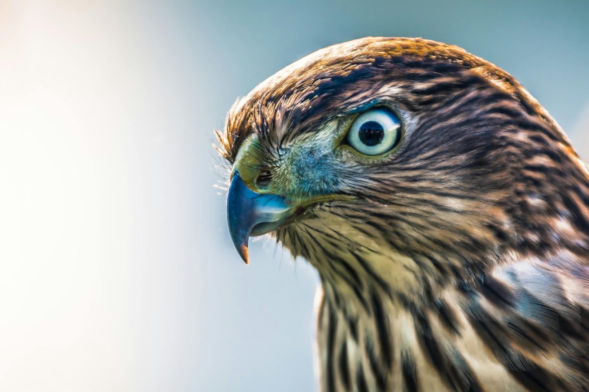 Close up photo of brown hawk
