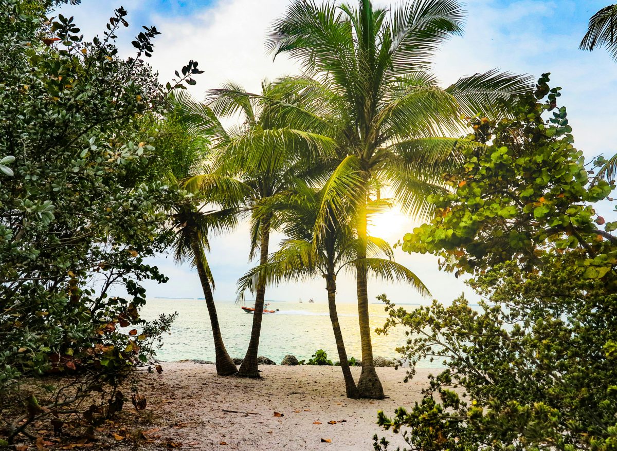 Coconut trees