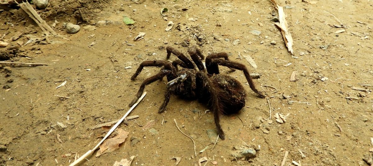 A black tarantula in the dirt