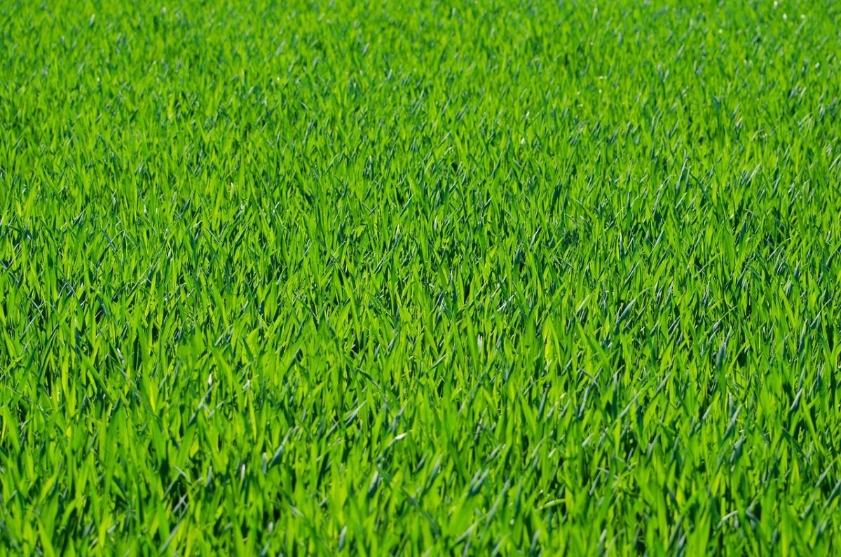 Vibrant green grass