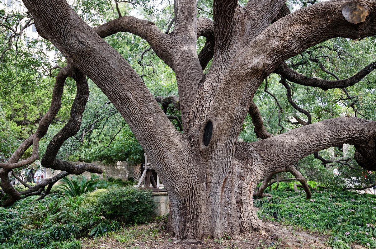 An old tree at a San Antonio mission station