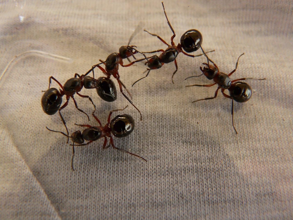 Five wood ants