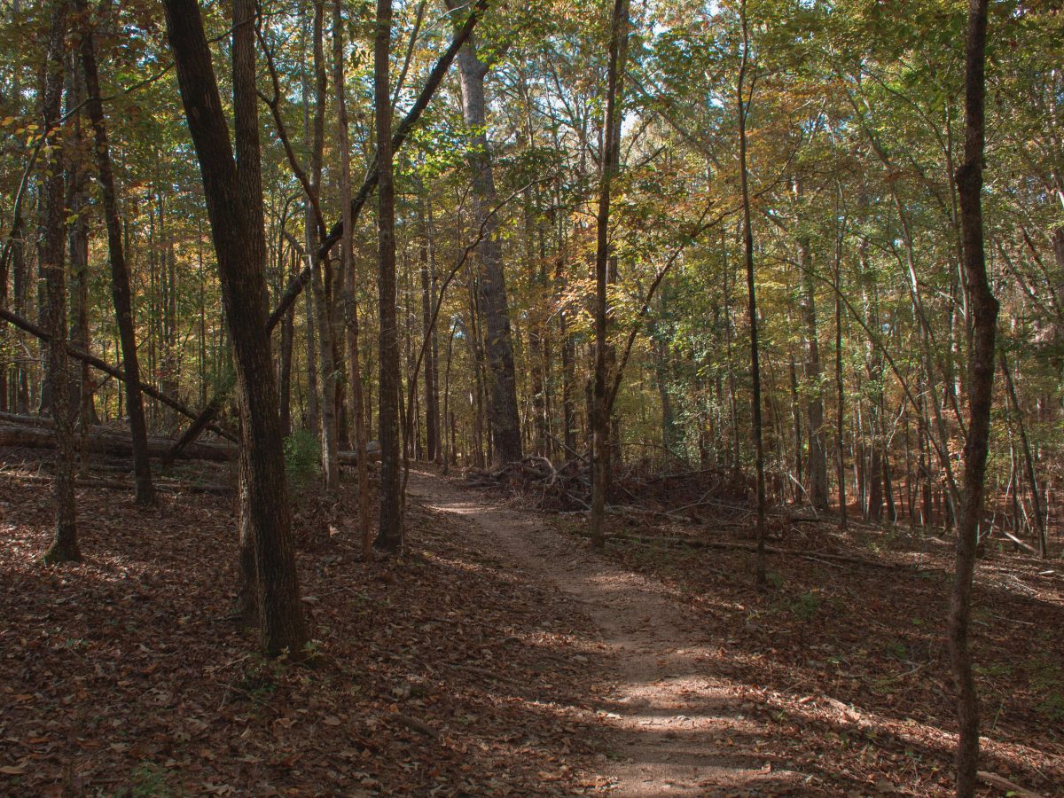 Wooded trail in Rock Hill, SC