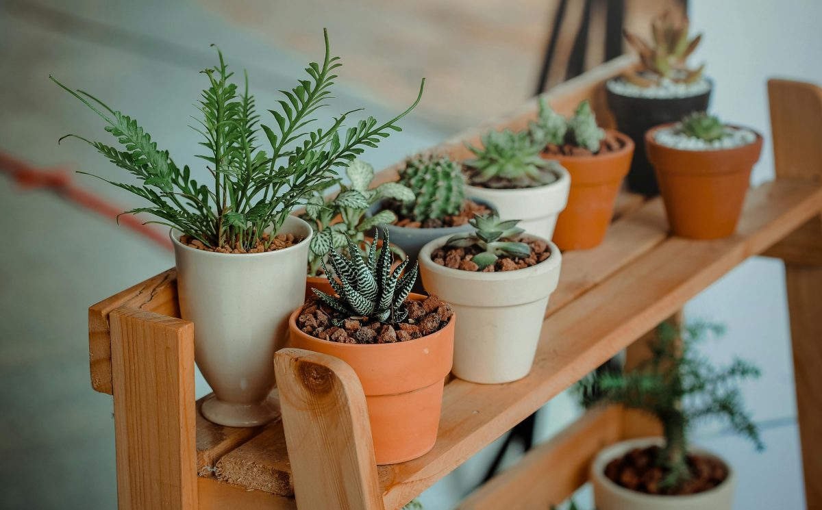 Various potted succulent plants